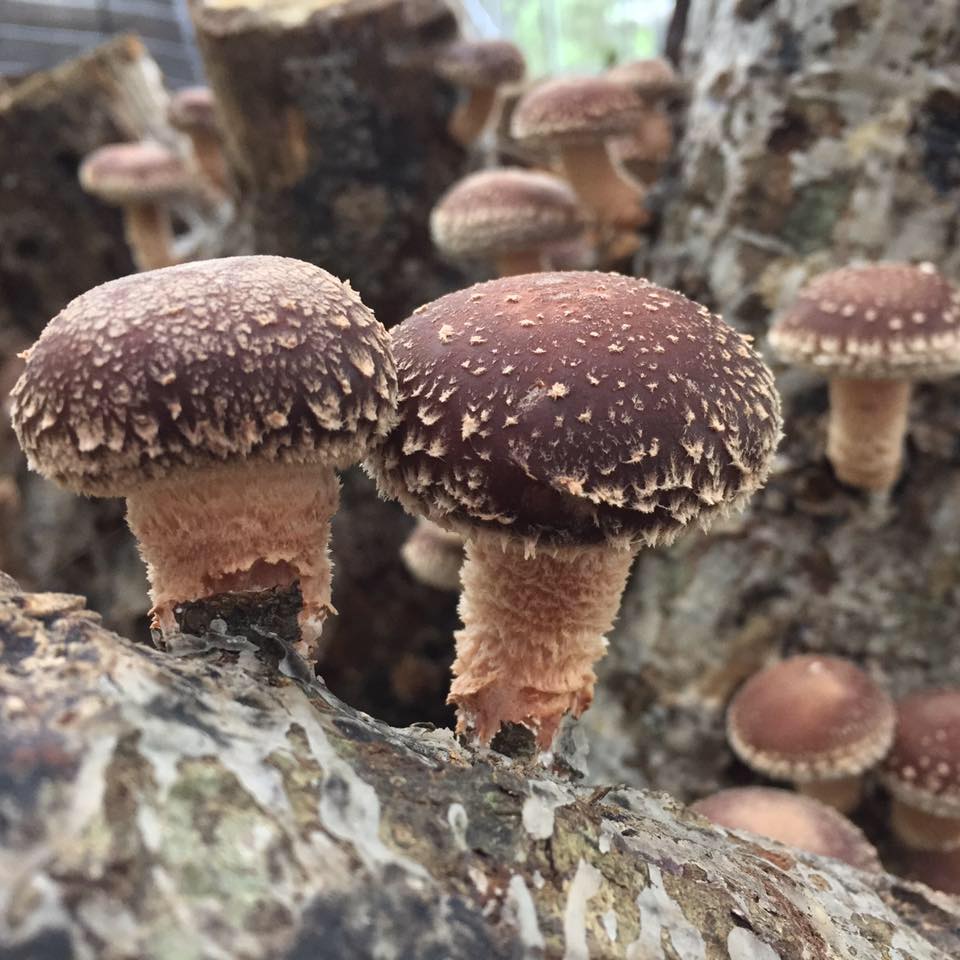 楓田有限公司(協力單位:德立行銷顧問有限公司)logo